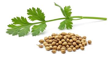 Coriander seeds and leaves on a white background photo