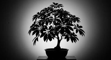 A bonsai tree in a black and white photo