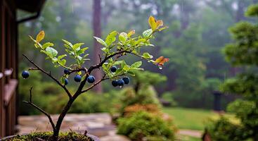 A small tree with blue berries photo