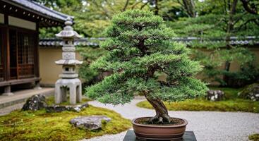 A bonsai tree in a japanese garden photo