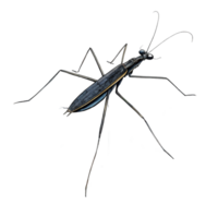 Detailed Illustration of a Water Strider Insect on transparent background png