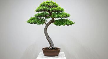 A bonsai tree in a pot on a white table photo