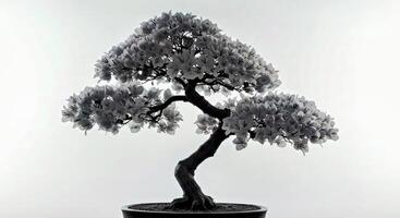 A bonsai tree in a black pot on a white background photo