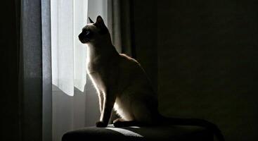 A siamese cat sitting on a chair in front of a window photo
