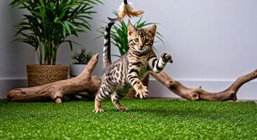 A cat playing with a toy on artificial grass photo