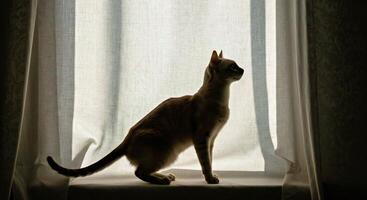 A cat is standing in front of a window photo
