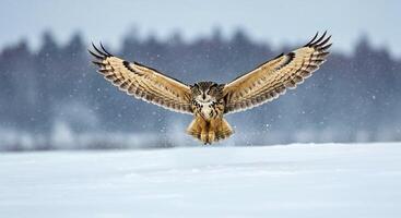 A large owl flying over a snowy field photo