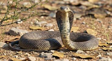 A cobra is sitting on the ground with its head turned to the side photo