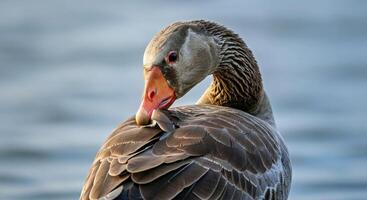 A duck with a red beak photo