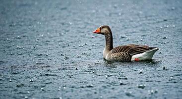 A duck is in the water photo