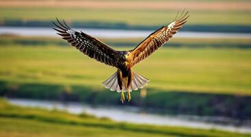 A hawk flying over a field with grass and water photo