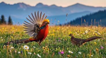 A pheasant and a quail in a field photo
