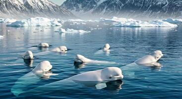 A group of white whales in the water with mountains in the background photo
