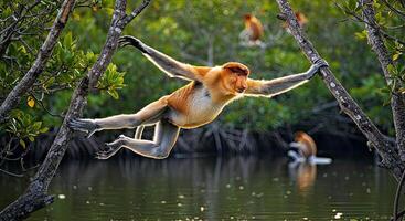 Proboscis monkey hanging from tree branch in water photo