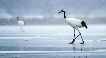 A red-crowned crane walks on ice in a snowy field photo