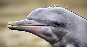 A close up of a dolphin with a long nose photo