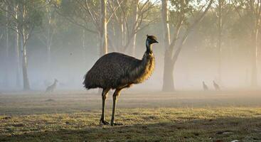 A large bird standing in a field with trees in the background photo