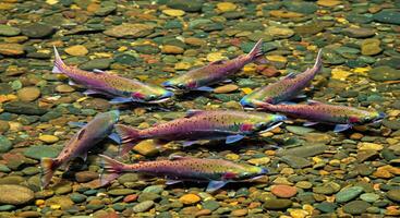 A group of rainbow trout swimming in a stream photo