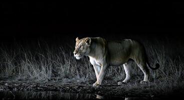 A lion standing in the dark by water photo