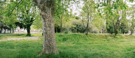 Spotted trunk of a plane tree growing on a green lawn in the park photo