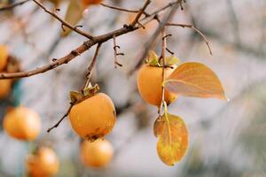 Raindrops on the bare branches of a tree with ripe persimmons photo