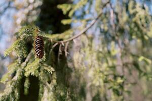 Brown cone on a fir branch in bright sunlight photo