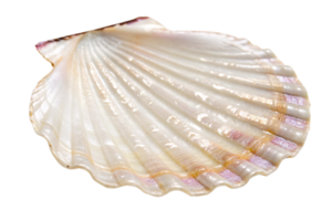 The gleaming scallop shell tilted slightly, revealing its glossy layers with subtle shades of pink, cream, and beige png