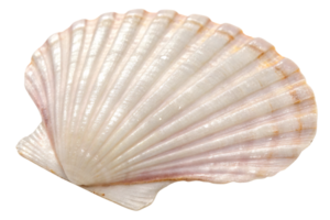 A radiant scallop shell with white and pinkish hues, displaying fan-shaped ridges and a smooth texture against a black background png