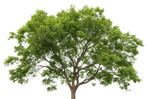 A tree with a dense, umbrella-shaped crown of vivid green foliage, supported by a sturdy trunk and well-defined branches png