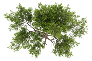 A bird-eye view of a lush tree canopy with dense, vibrant green leaves branching outward, showcasing natural symmetry and intricate branch patterns png