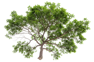 A majestic tree with green foliage and some exposed branches, emphasizing the beauty of its structure and leaf clusters png