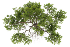 A top-down perspective of a coniferous tree canopy, featuring deep green needles and symmetrical branches creating a layered, organic structure png