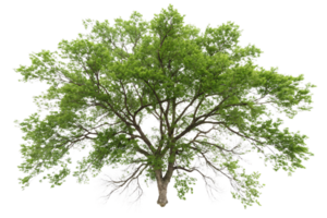 A sprawling deciduous tree with dense green foliage and a sturdy trunk, showcasing its full canopy in a summer scene png