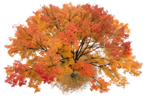 An aerial view of a tree with golden-red foliage, radiating warmth and showcasing the peak of its autumn transformation png