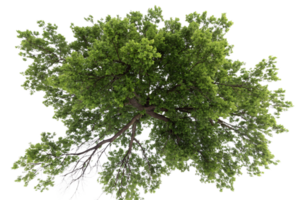 A top view of a broad-leaf tree, with full, rounded greenery and subtle contrasts between the lighter and darker tones of leaves png