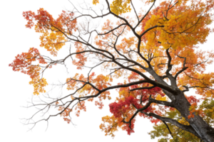 A close-up of a tree crown with fiery red and orange leaves, capturing the vibrancy of autumn against the starkness of its branches png