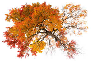 A magnificent tree with vivid fall colors, blending red, orange, and yellow hues, viewed from below for a dramatic perspective png