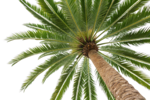 A tall palm tree photographed from below, its textured trunk leading to a symmetrical arrangement of green fronds png