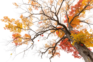 A perspective looking upward through branches of red, orange, and yellow leaves, highlighting the intricate patterns of autumn colors png