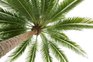 A palm tree from ground level, focusing on its detailed fronds and sturdy trunk against a clear background png