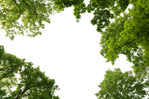 A canopy of trees viewed from below, with sunlight filtering through vibrant green leaves, creating a serene and immersive natural perspective png