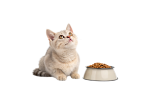 A light-colored kitten stares upward while sitting near a bowl of kibble, exuding charm against a neutral, minimalistic setting png