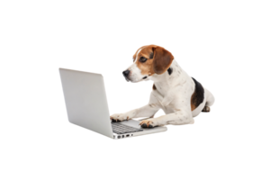 A focused Beagle dog interacts with a laptop, lying down and gazing at the screen, resembling a diligent user at work png