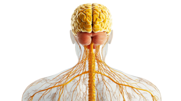 Human nervous system back view anatomical transparent image. Brain, spinal cord, cranial nerves isolated cutout 3d render. Anatomy study backview cut out clipart design element png