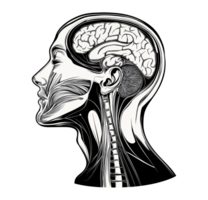 Black and white anatomical head with brain and spine transparent image. Profile human facial muscles isolated cutout. Anatomy study. Medical drawing cut out clipart design element png
