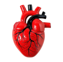 Stylized glossy red anatomical heart model with black veins transparent image. Cardiovascular structure isolated cutout 3d render. Medical study cut out clipart design element png