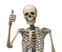 Anatomical skeleton giving positive thumb up transparent image. Smiling skull. Humorous anatomy isolated cutout 3d render. Skeletal gesture cut out clipart design element png