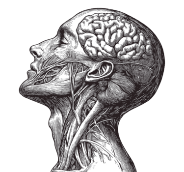 detalhado desenhado à mão anatômico cabeça e cérebro estude transparente imagem. facial músculos com intrincado sombreamento isolado recortar. médico gravação cortar Fora clipart Projeto elemento png