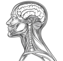 Line art anatomy of human head transparent image. Lineart anatomical brain, spinal cord, muscle structure isolated cutout. Medical side profile cut out clipart design element png