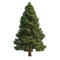 A tall evergreen coniferous tree isolated against a textured background png